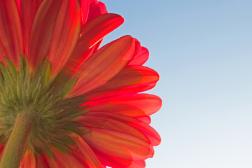 Gerber. Beautiful flower. Decoration beauty plant. Natural.