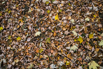 Texture di foglie in stagione autunnale