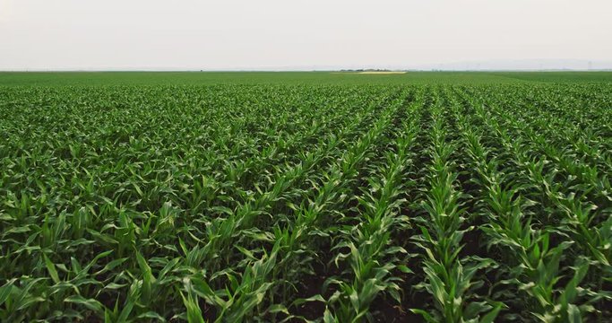 Aerial drone shot of a corn maize field, agricultural landscape