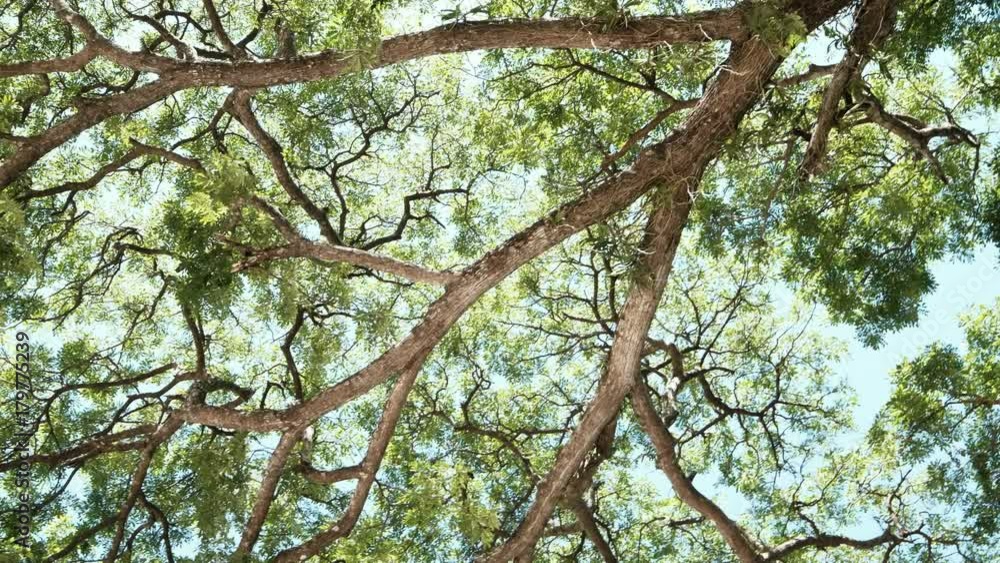Canvas Prints branches of big tree, old tree with green spring leaves. refreshing and oxygen