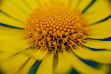 Chamomile flower with blurred background.