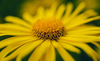 Chamomile flower with blurred background.