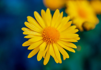 Chamomile flower with blurred background.