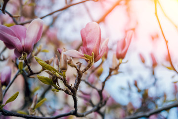 Magnolia flower with blurred background.