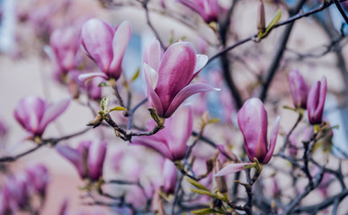 Magnolia flower with blurred background.