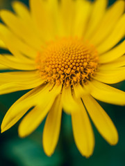 Chamomile flower with blurred background.