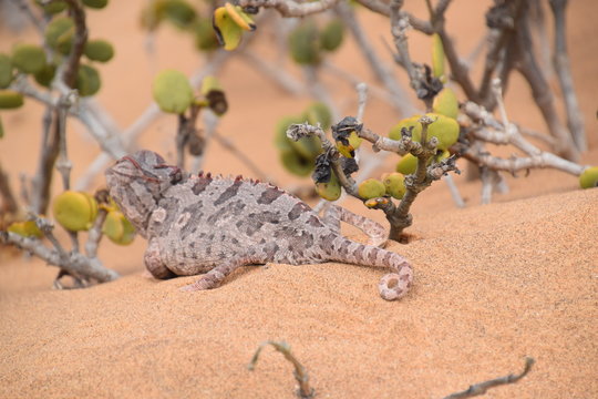 Camelion-Bilder: Stock-Fotos & -Videos. | Adobe Stock