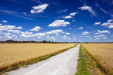 Fototapeta na wymiar Long and straight road through the fields
