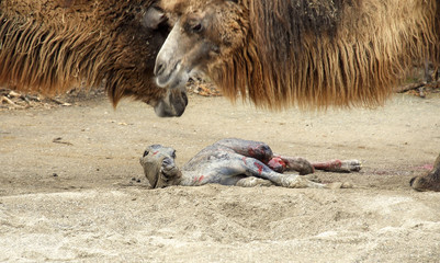 Camel baby just being born