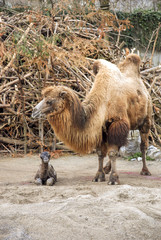 Camel giving birth 03