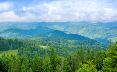 Fototapeta na wymiar Photo of green forest and valley in Carpathian mountains