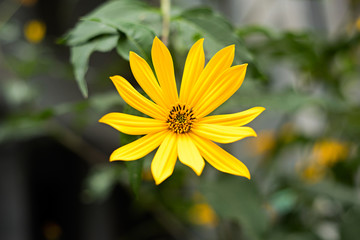 Obraz premium Yellow flower of Asteraceae, soft focus