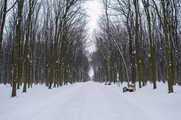 Photo of snow-covered road in the park in winter