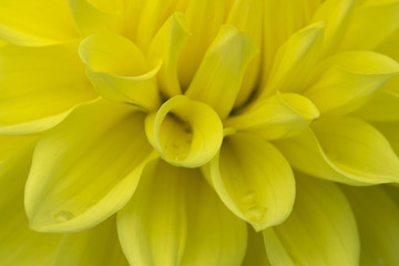 Yellow Dahlia Tropper Dan Flower close up view