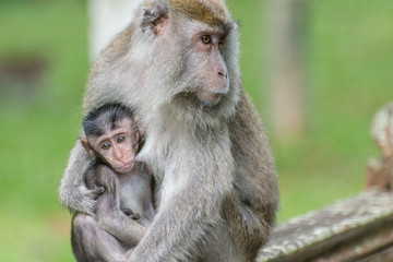 Baby monkey breastfeeding
