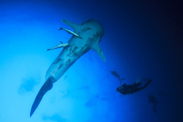 Naklejka premium Whale Shark and Scuba divers