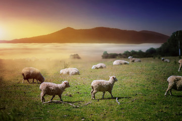 Fototapeta premium cute sheep staying enjoy nature feed up on the hill in field of green grass meadow with morning fog and mist, farming in south new zealand