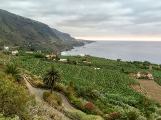 Plantage einer Finca auf Teneriffa