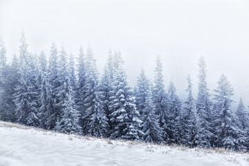 Fir trees in Carpathian mountains during snowfall, fascinating winter landscape.