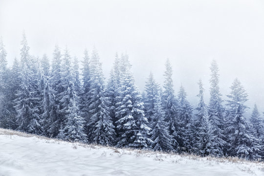 Fir trees in Carpathian mountains during snowfall, fascinating winter landscape.