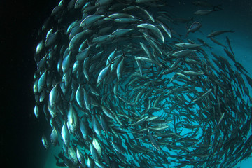 Tuna fish underwater in ocean
