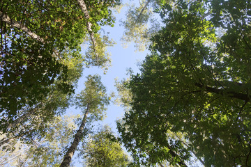 Crowns of trees against the sky. Nature