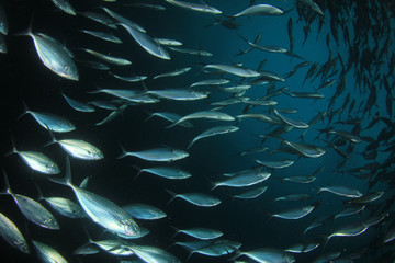 Tuna fish underwater in ocean