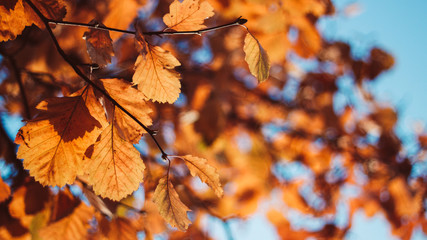 Fototapeta na wymiar Autumn leaves with bokeh