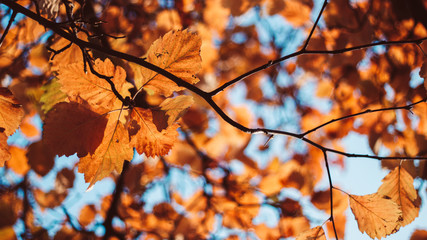 Autumn leaves with bokeh