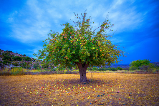 Lonely apple tree with apples on the ground, Lasithi, Crete, Greece.