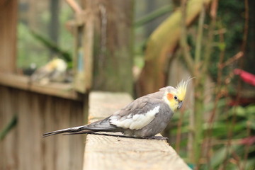 A cockatiel perched on a bordwalk 