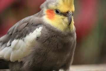 Close up of a cockatiel bird 