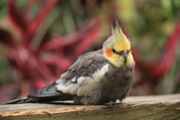 An Australian bird, the cockatiel perchedon a Boardwalk 
