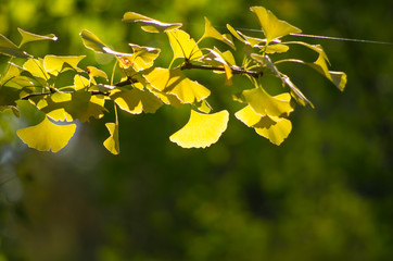 秋・紅葉するイチョウの葉