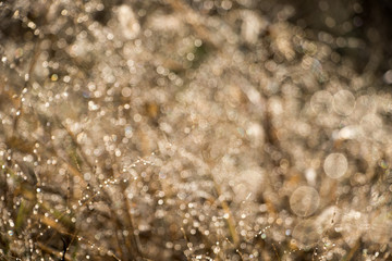 Blurred autumn grass with dew drops in the morning