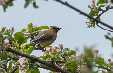 Cedar Waxwing on Branch