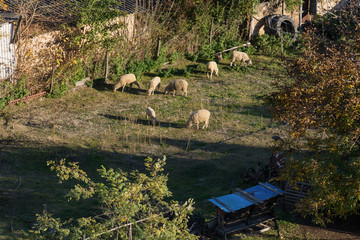 Naklejka premium herd of sheep in the house yard