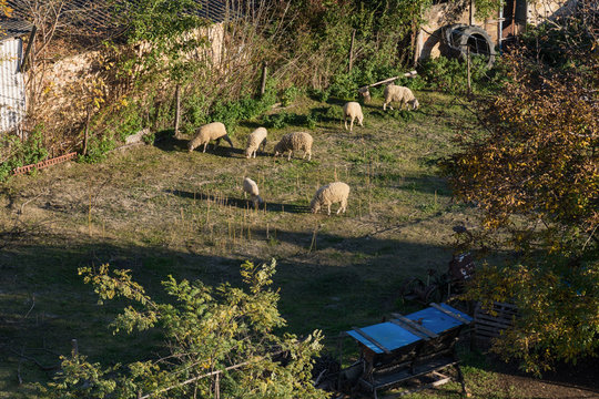 herd of sheep in the house yard