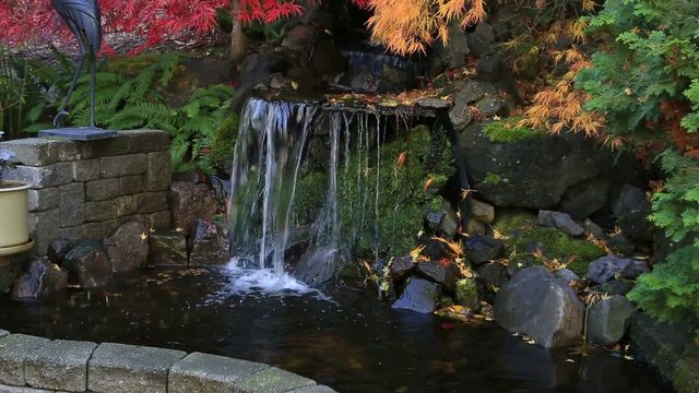 High definition zooming out video of red and green laced maple trees over water feature in backyard brick patio garden in colorful autumn season 1920x1080 HD