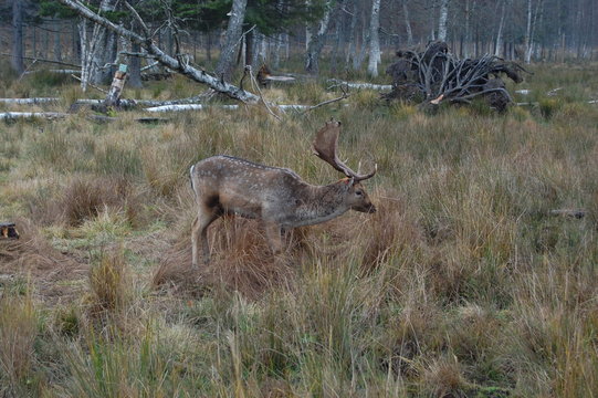 Hjorttjur