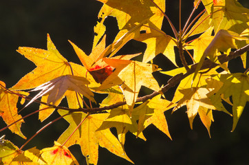 秋・カエデの紅葉