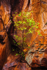 Tree Growing in the Rocks at Motor Car Falls, Kakadu NP. Limited Edition Print.