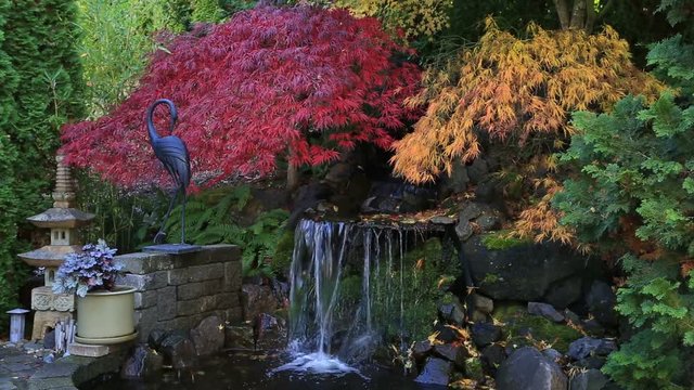 High definition movie of red and green laced maple trees over water feature in backyard garden during colorful autumn season 1920x1080 HD
