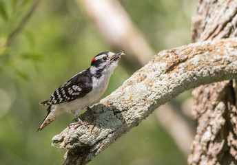 Woodpecker on Tree