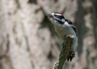 Woodpecker on Tree