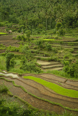 Bali Rice Terraces. In Bali rice fields can be found almost everywhere, and the Balinese people have depended on this method of agriculture for almost 2000 years. The  rice fields were carved by hand.