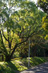 Obraz premium 木漏れ日の並木道