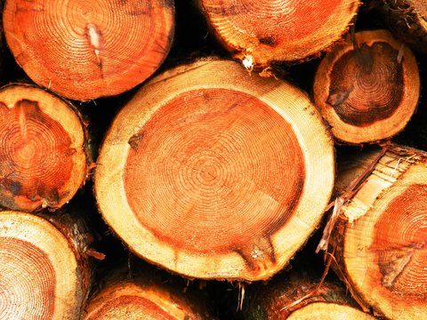 木　木材　切り株　年輪　伐採　自然保護　切り口