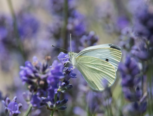 Butterfly on Lavender Flower