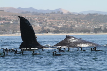 Obraz premium Humpback Whale